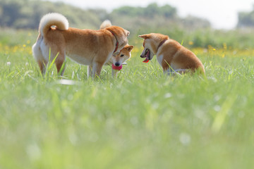 野原で遊んでいる柴犬