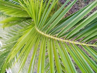 Obraz na płótnie Canvas leaf of palm tree