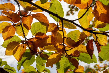 Colorful golden and green leaves in the last days of autumn on a sunny day