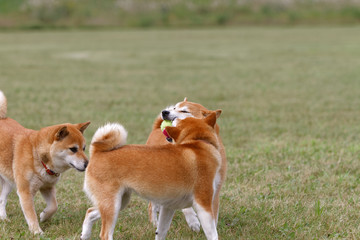 野原で遊んでいる柴犬