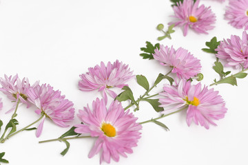 pink chrysanthemum flower isolated on white background, Flat Lay