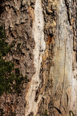 Closeup view on the brown bark of a tree