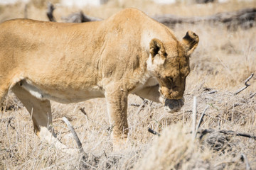 Africa, Namibia, Wildlife animals