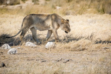 Africa, Namibia, Wildlife animals