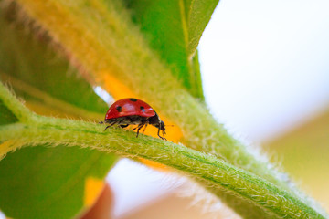 Asian lady beetle on twig near Minnesota River Natural insecticide that destroys pests of crops. A closeup of a ladybug.