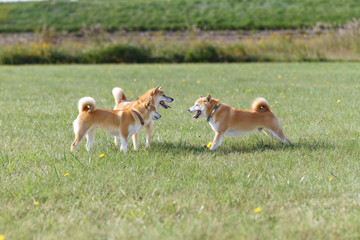 野原で遊んでいる柴犬