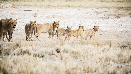 Fototapeta na wymiar Africa, Namibia, Wildlife animals