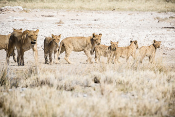 Fototapeta na wymiar Africa, Namibia, Wildlife animals