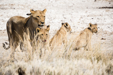 Africa, Namibia, Wildlife animals