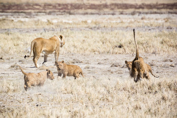 Naklejka premium Africa, Namibia, Wildlife animals