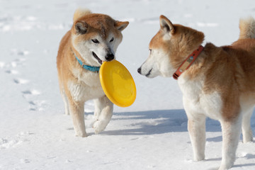 Naklejka premium 雪原で遊ぶ柴犬