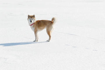 雪原で遊ぶ柴犬