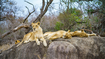 lions posing on a rock in kruger national park, mpumalanga, south africa 128