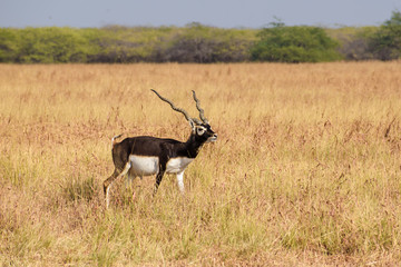 Portrait of a beautiful male blackbuck with spiraling horns in the wild grasslands of the Velavadar National Park near Bhavnagar in Gujarat, India.