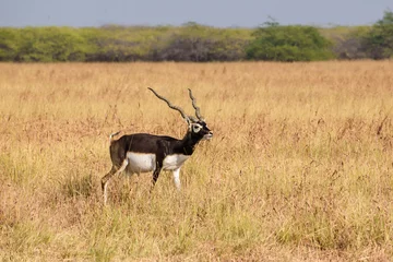 Wandcirkels Antilope Portrait of a beautiful male blackbuck with spiraling horns in the wild grasslands of the Velavadar National Park near Bhavnagar in Gujarat, India.  © Balaji
