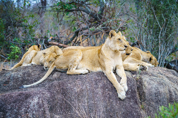 lions posing on a rock in kruger national park, mpumalanga, south africa 49