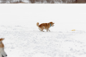 雪原で遊ぶ柴犬