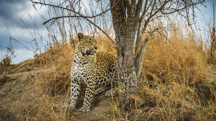 leopard in kruger national park, mpumalanga, south africa 152
