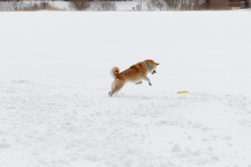 雪原で遊ぶ柴犬