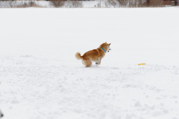 雪原で遊ぶ柴犬