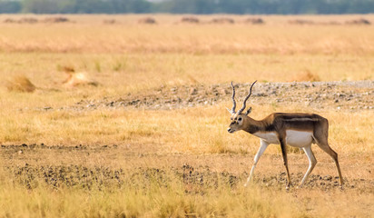 A male blackbuck with spiral horns walks in the wild grasslands of the Velavadar National Park near...