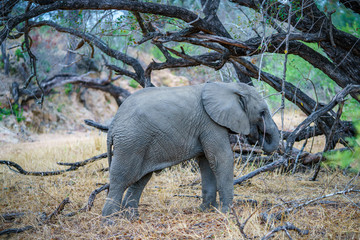 baby elephant in kruger national park, mpumalanga, south africa 12