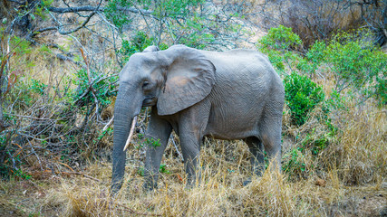 elephant in kruger national park, mpumalanga, south africa 2