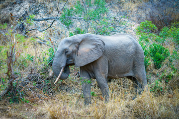 elephant in kruger national park, mpumalanga, south africa 8