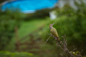 Picus viridis. Wild nature. Beautiful picture of nature. From the life of birds. Nature of the Czech Republic. Free nature. Beautiful photo of nature. Bird on the tree.
