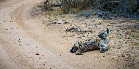 hyena in kruger national park, mpumalanga, south africa 10