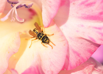 yellow wasp on pink gladiolus flower close up in the garden