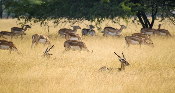 A herd of blackbucks rests in the grasslands of the Velavadar National Park near Bhavnagar in Gujarat, India.