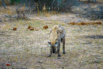 hyena in kruger national park, mpumalanga, south africa 45