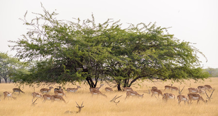 A Prosopis tree in the grasslands of the Velavadar National Park. A herd of blackbucks rests and feeds on the grass around it.