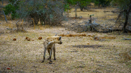 hyena in kruger national park, mpumalanga, south africa 56