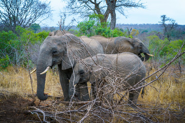 elephants with baby elephant in kruger national park, mpumalanga, south africa 9