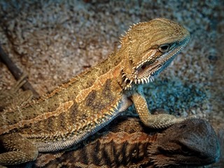 A bearded agama lizard in a terrarium under a lamp.