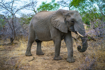 Obraz na płótnie Canvas elephant in kruger national park, mpumalanga, south africa 33