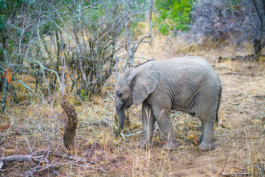 baby elephant in kruger national park, mpumalanga, south africa 40