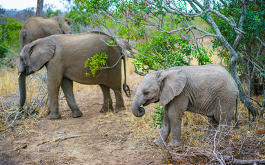 elephants with baby elephant in kruger national park, mpumalanga, south africa 15