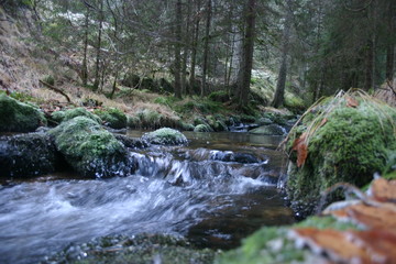 Obraz premium Waldfluss