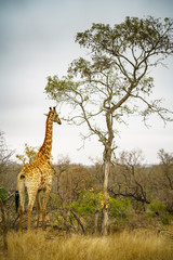 giraffes in kruger national park, mpumalanga, south africa 7