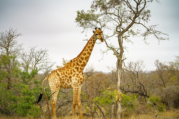 giraffes in kruger national park, mpumalanga, south africa 10