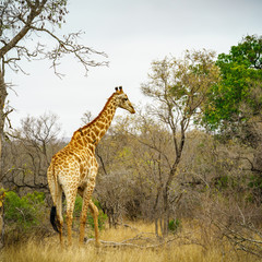 giraffes in kruger national park, mpumalanga, south africa 26