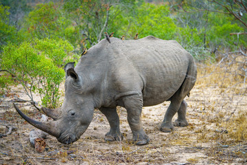 white rhino in kruger national park, mpumalanga, south africa 1