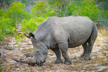 Naklejka premium white rhino in kruger national park, mpumalanga, south africa 9