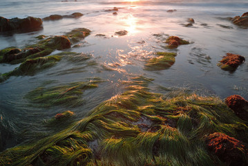 Kelp beds as the sun sets 