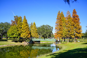 Fototapeta premium Fall tree and leaf in Florida