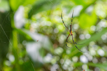 Small Spider on a Web