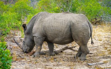 white rhino in kruger national park, mpumalanga, south africa 52
